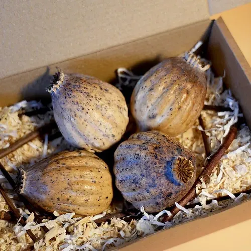 BUY DRIED POPPY HEADS ONLINE. Enjoy fast shipping, and secure checkout. Order your blue poppy seeds today!