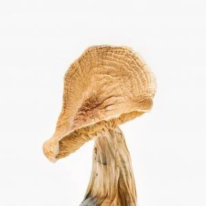 African Transkei Magic Mushroom. Experience a transformative journey with the African Transkei mushroom, a potent strain from South Africa known for its visually stunning psychedelic effects.
