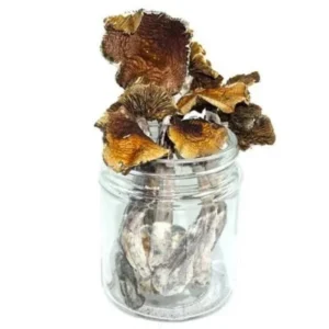 Aztec Magic Mushrooms offer a gateway to ancient wisdom and transformative experiences. With their potent effects, therapeutic potential, and cultural significance, they provide a powerful tool for exploration, healing, and personal growth. Order Now