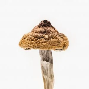 B+ Magic Mushroom is a versatile and potent strain that offers a wide range of benefits, from enhanced creativity and spiritual insights to mental health support and emotional healing. Order Now