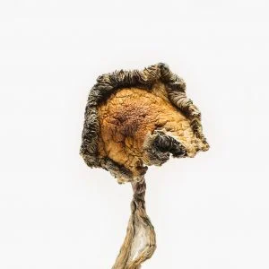 Blue Meanies mushrooms