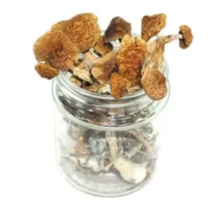 Blue Ringer Mushroom. The Blue Ringer Mushroom is more than just a psychedelic substance; it’s a key to unlocking new dimensions of consciousness. Order Now