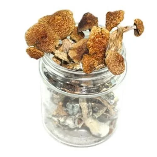 Blue Ringer Mushroom. The Blue Ringer Mushroom is more than just a psychedelic substance; it’s a key to unlocking new dimensions of consciousness. Order Now