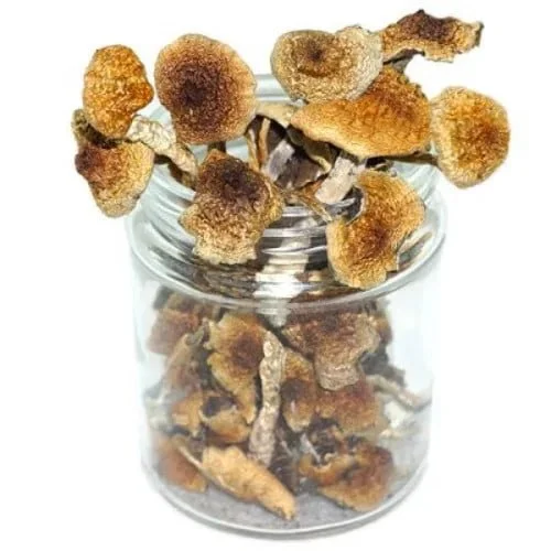 Cambodian Magic Mushrooms offer a unique and exhilarating psychedelic experience that combines high energy, mental clarity, and vivid visual effects. Order Here Now