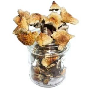 Mazatapec Magic Mushrooms offer a unique opportunity to connect with the ancient spiritual traditions of the Mazatec people while exploring the profound benefits of psilocybin.