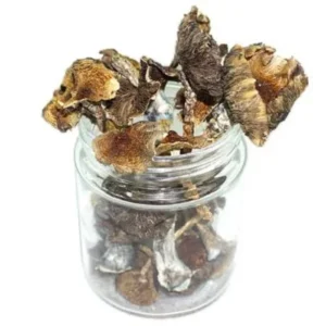 Psilocybe Mexicana Magic Mushrooms provide a unique opportunity to connect with the ancient traditions of Mesoamerica while exploring the profound benefits of psilocybin. Order Now