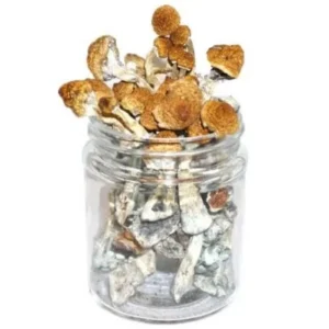 Texas Penis Envy Magic Mushroom represents the pinnacle of potent psychedelics, offering an extraordinary journey into the depths of consciousness.